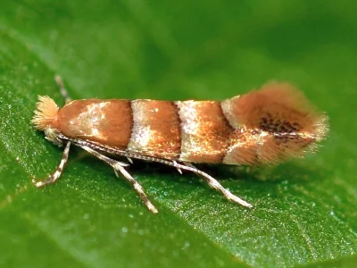Phyllonorycter froelichiella