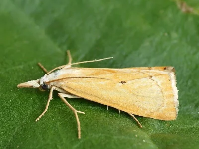 Xanthocrambus saxonellus