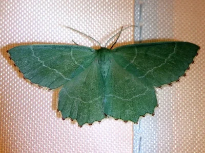 Thalera fimbrialis
