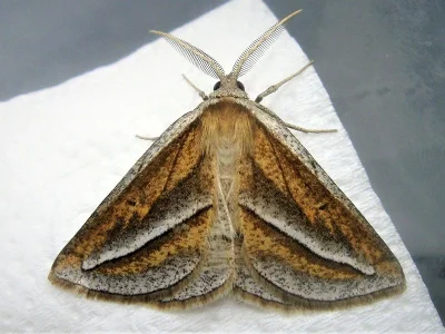 Chariaspilates formosaria