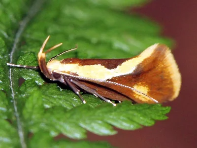 Harpella forficella