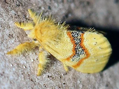 Euproctis fasciata