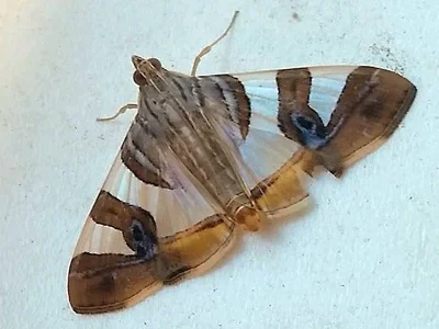 Glyphodes bitriangulalis