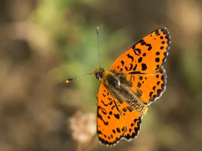 Melitaea didyma