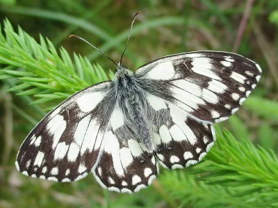 Melanargia (Melanargia) galathea