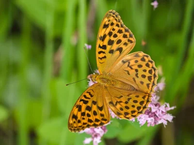 Argynnis (Argynnis) paphia