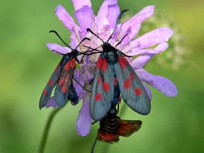 Zygaena (Zygaena) trifolii
