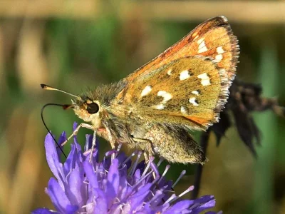 Hesperia comma