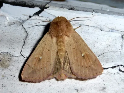 Mythimna (Hyphilare) ferrago