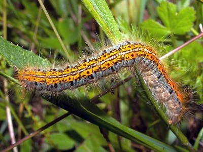 Malacosoma (Clisiocampa) castrensis