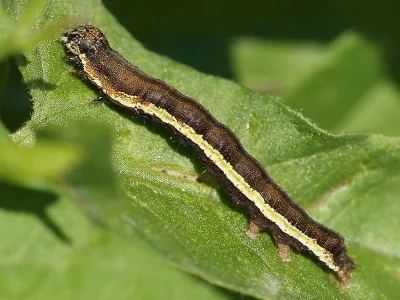 Acontia (Emmelia) trabealis