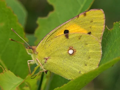 Colias croceus