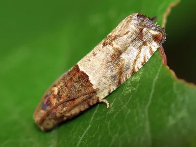 Gypsonoma aceriana