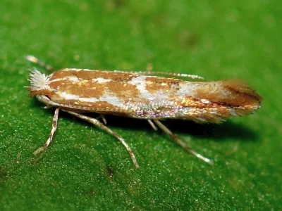 Phyllonorycter corylifoliella