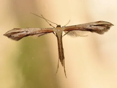 Emmelina monodactyla