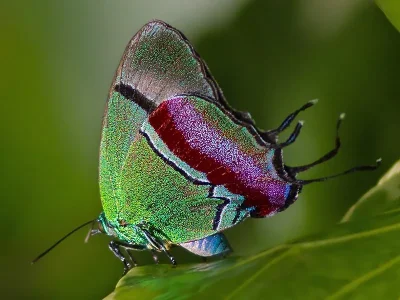 Evenus regalis