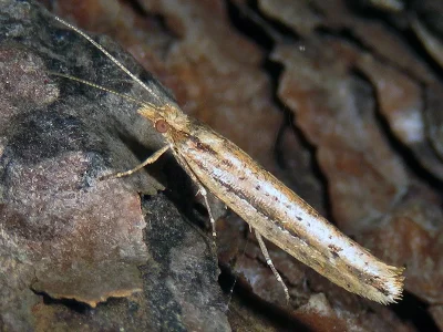 Ypsolopha ustella