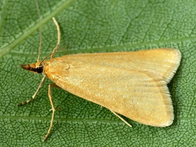 Cholius luteolaris