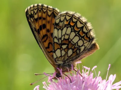 Melitaea (Mellicta) athalia
