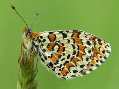Melitaea didyma