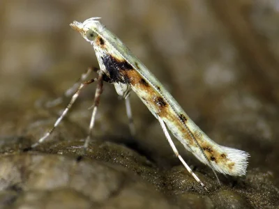 Povolnya leucapennella