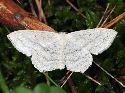 Scopula (Scopula) nigropunctata