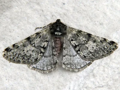 Phigalia pilosaria