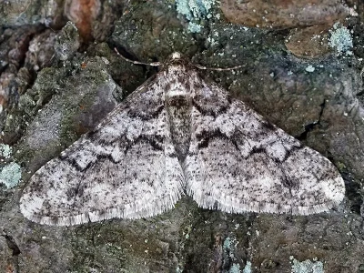 Agriopis leucophaearia