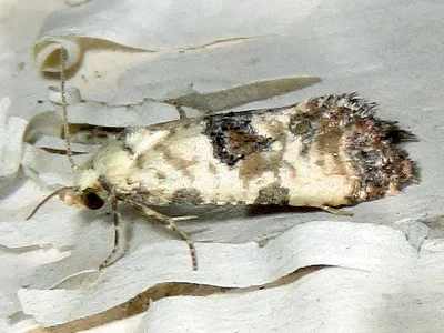 Pontoturania posterana