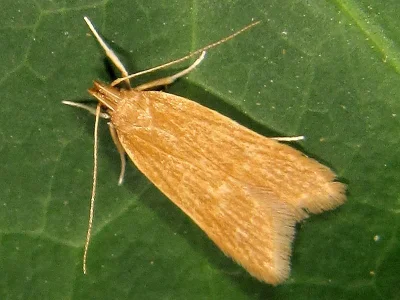 Helcystogramma rufescens