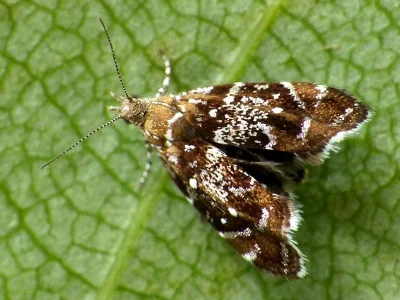 Prochoreutis myllerana