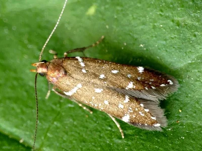 Argolamprotes micella