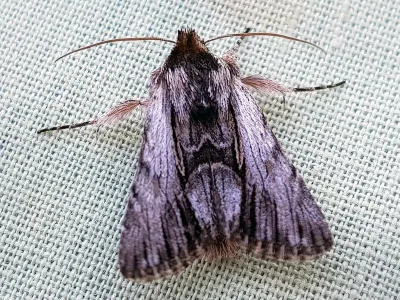 Calophasia almoravida