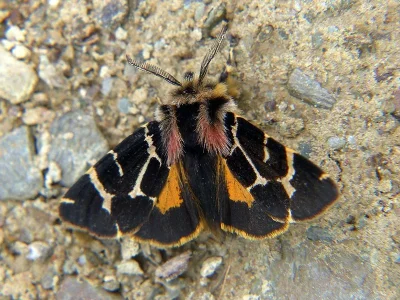 Artimelia latreillii