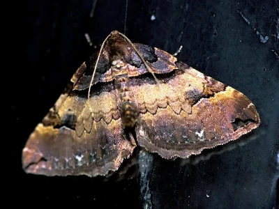 Earophila badiata