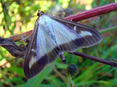 Cydalima perspectalis