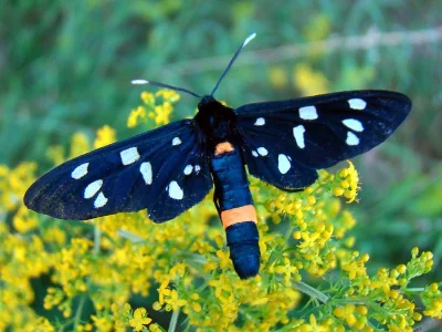 Amata (Syntomis) phegea