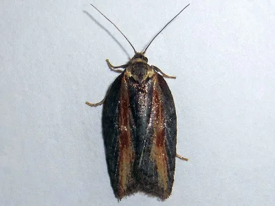 Acleris hastiana