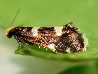 Alloclemensia mesospilella