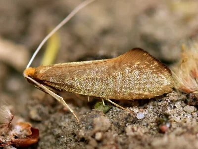 Nematopogon swammerdamella