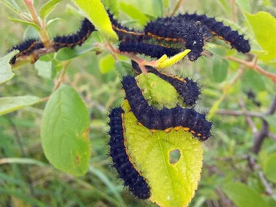 Saturnia (Eudia) pavoniella