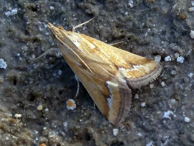 Achyra coelatalis