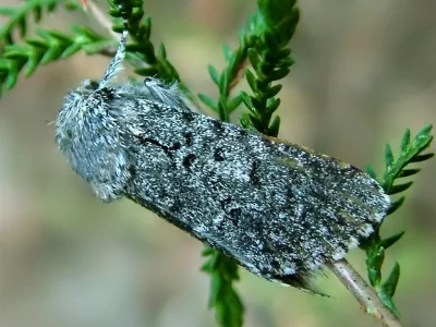 Acronicta (Viminia) cinerea