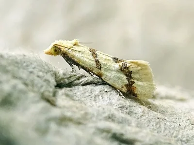 Aethes bilbaensis