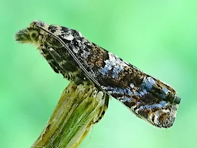 Epiblema costipunctana