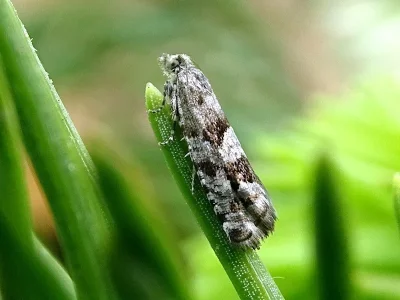 Epinotia pygmaeana