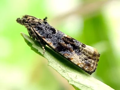 Endothenia lapideana