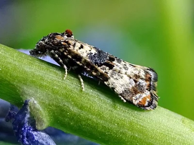 Hysterophora maculosana