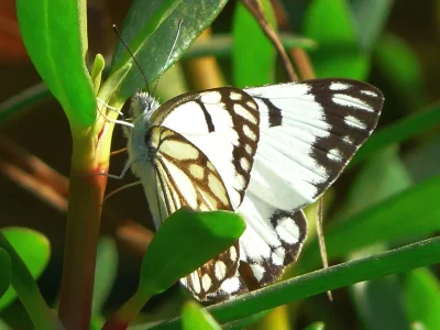 Belenois (Anaphaeis) aurota