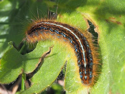 Malacosoma (Clisiocampa) neustria